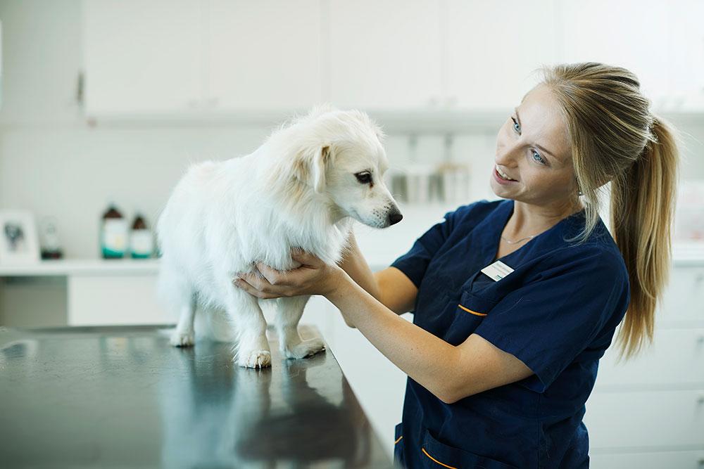 En veterinær undersøker en hvit hund på et bord i et dyrehospital.