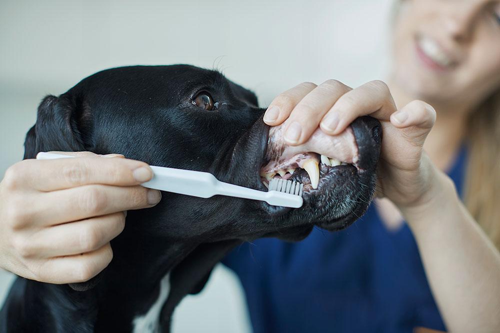 En veterinær børster tennene til en svart hund med en tannbørste i et klinisk miljø.