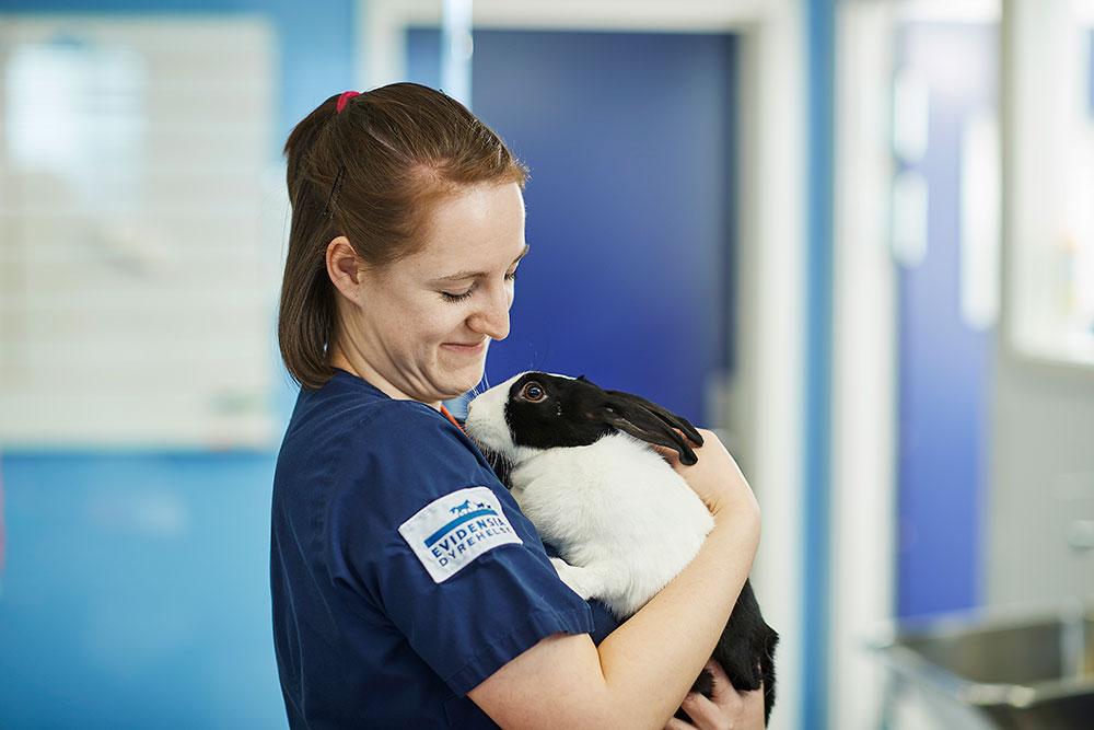 En veterinær holder en svart og hvit kanin i armene sine, smilende i et lyst rom.