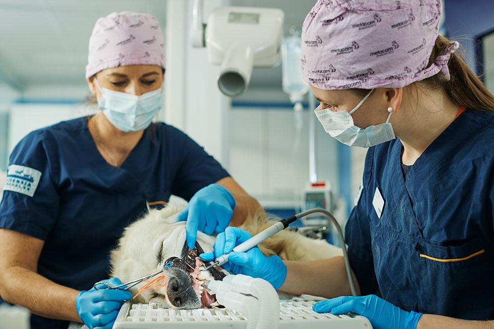 To veterinærer utfører en tannbehandling på en hund i et moderne dyresykehus.