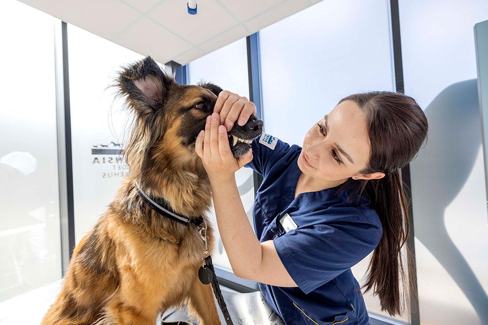 En veterinær undersøker tennene til en hund i et moderne dyreklinikkmiljø.