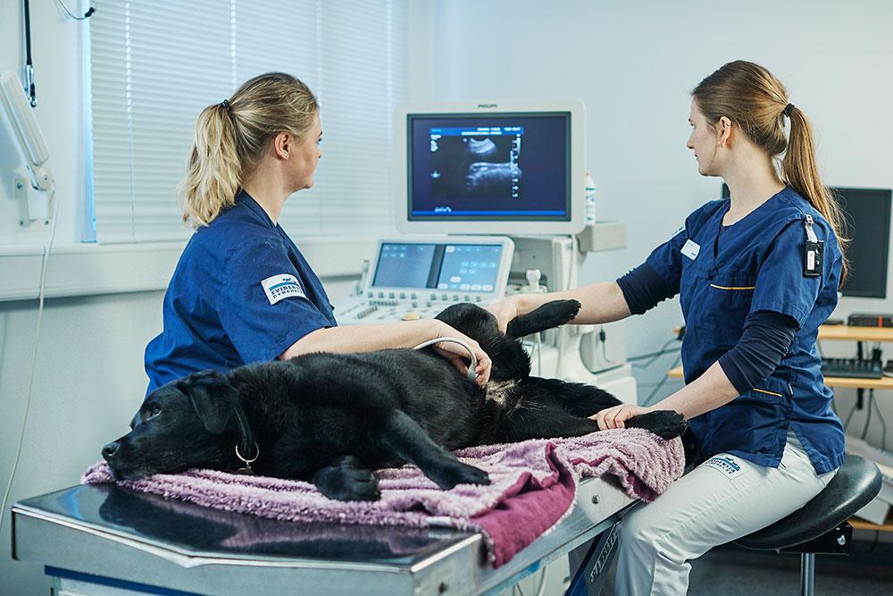 To veterinærer undersøker en svart hund med ultralydutstyr i et moderne veterinærrom.