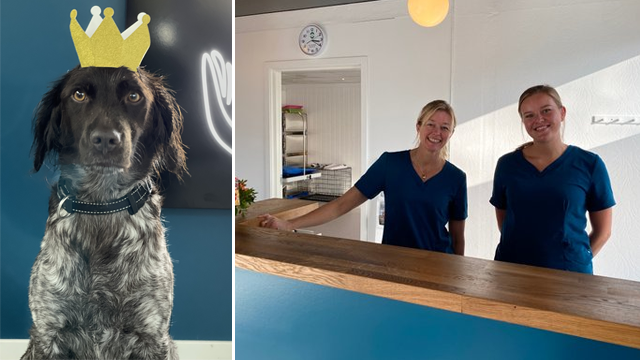 En hund med krone på hodet står foran en vegg, mens to kvinner smiler bak en resepsjon.