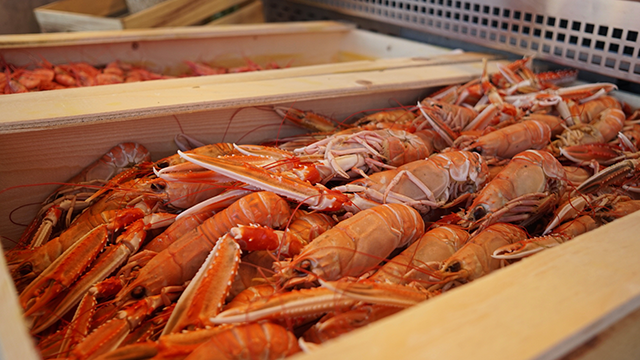 Kasse med ferske reker og hummer, klar til salg på fiskebutikken.