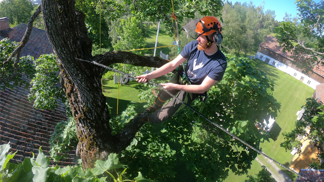 En mann i hjelm og sikkerhetsutstyr klatrer i et tre, mens han bruker en motorsag. Grønne blader og hus i bakgrunnen.