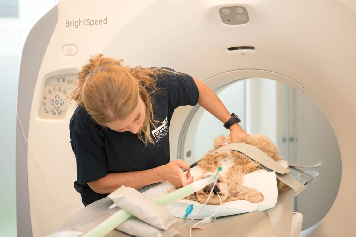 En veterinær utfører en CT-skanning på en hund i et moderne dyresykehus.