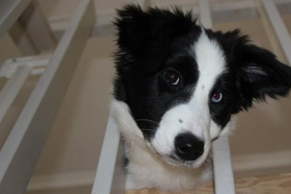 En svart-hvit border collie med blått og brunt øye ser nysgjerrig gjennom en rekkverk.