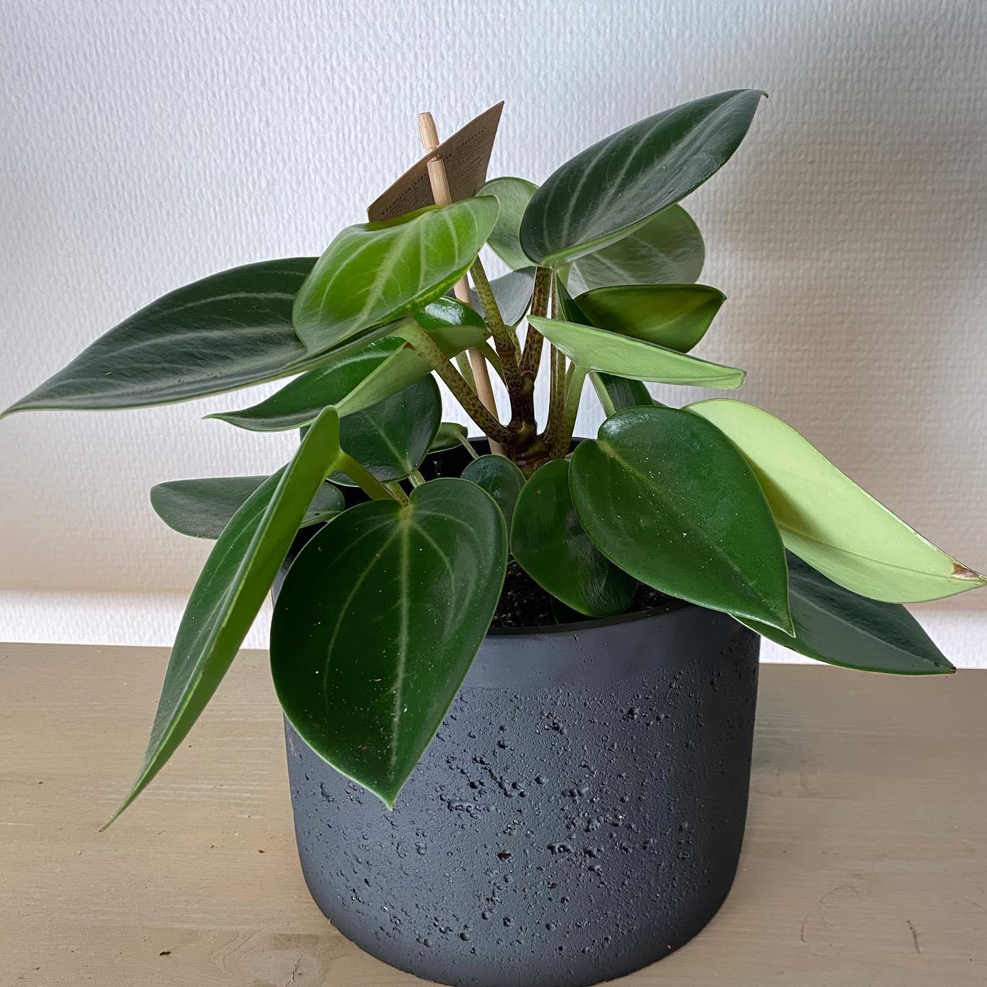 En grønn potteplante med store, glinsende blader i en svart potte.