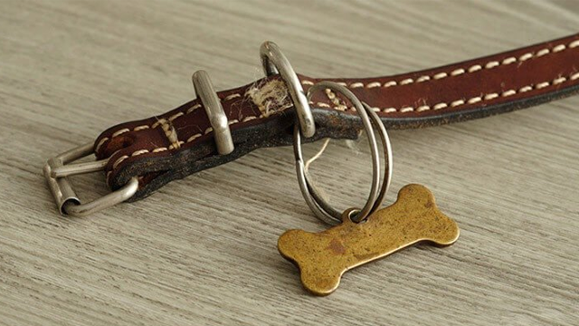 Brun hundehalsbånd med metallring og en gyllen hundetags formet som et bein.