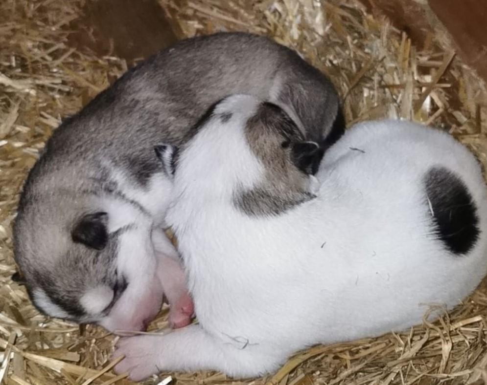 To søte valper som ligger sammen i halm, en grå og hvit med svarte flekker.