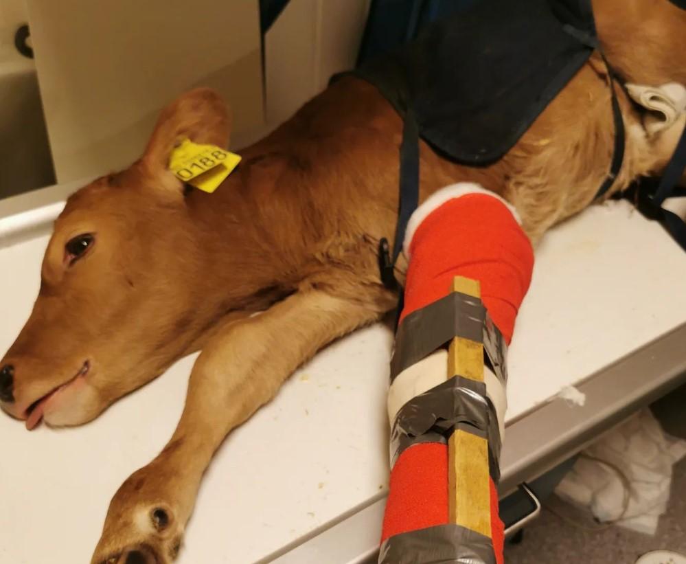 En kalv med gips på beinet ligger på en benk i et veterinærrom. Kalven har en gul øremerke.