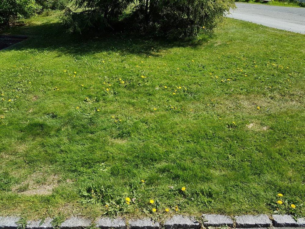 En grønn plen med gule løvetannblomster og en grusvei i bakgrunnen.