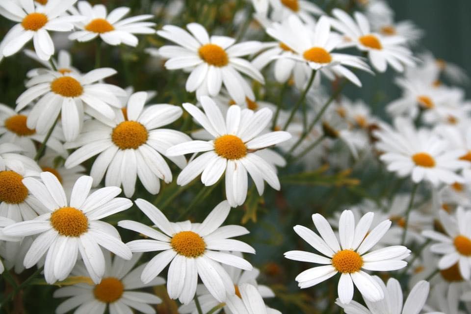 En tett samling av hvite tusenfryd med gule midtpunkt blomstrer i hagen.