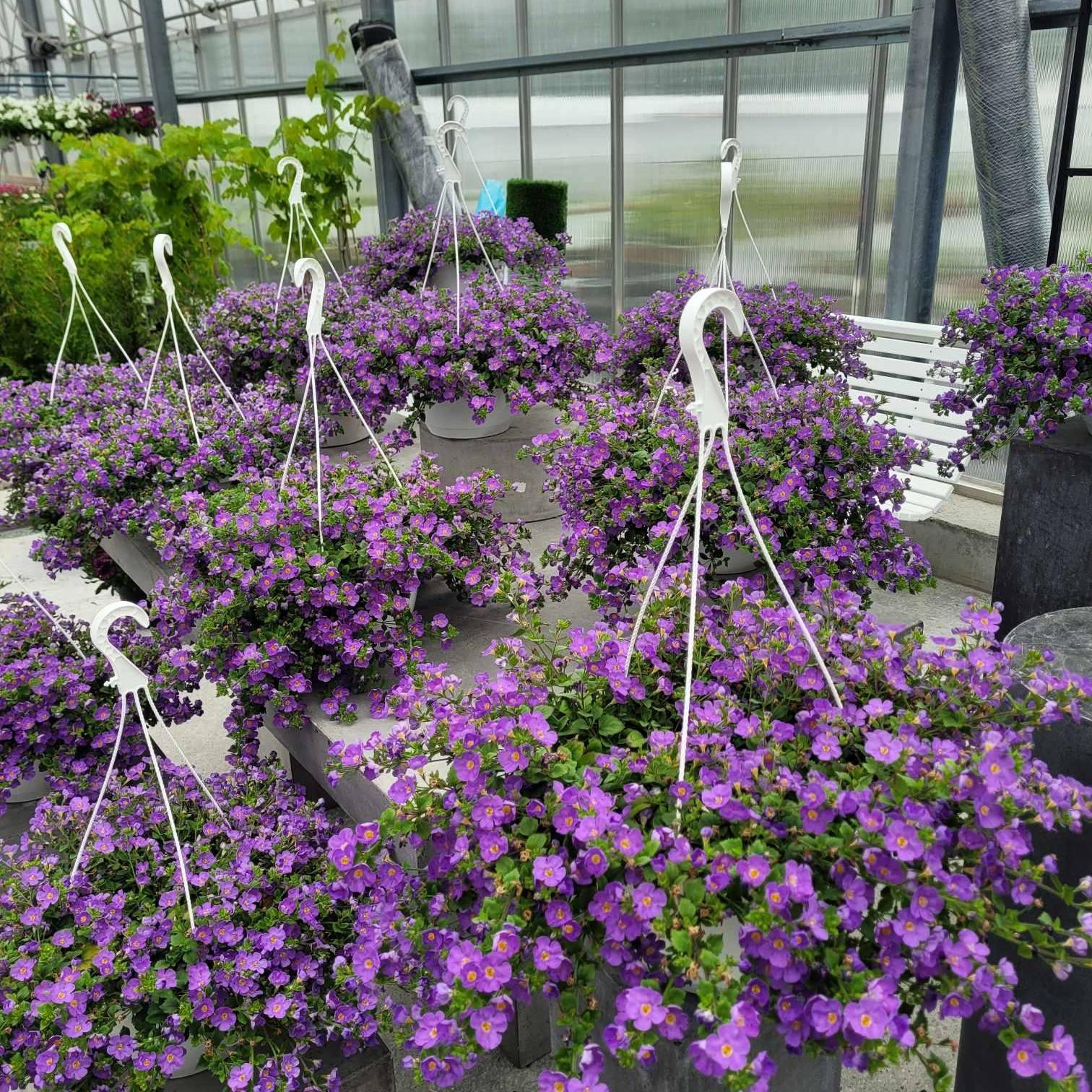 Hengende blomsterkasser med lilla blomster i et drivhus, fylt med frodige planter.