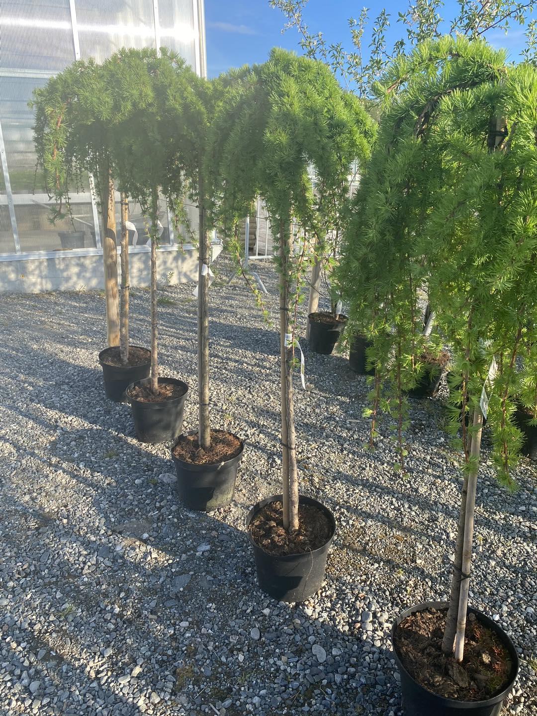 Fem potteplanter med hengeformede grener står på grusunderlag i et drivhus.