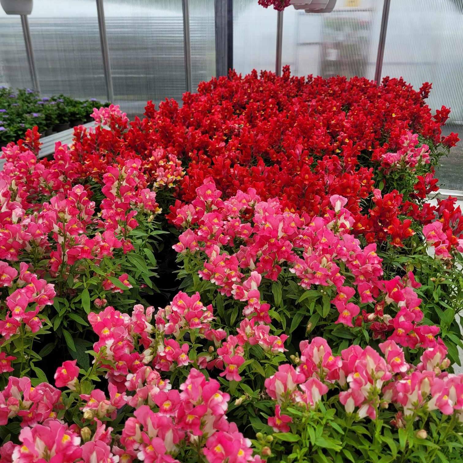 Fargerike blomster i et drivhus, med rosa og røde blomster i potter.