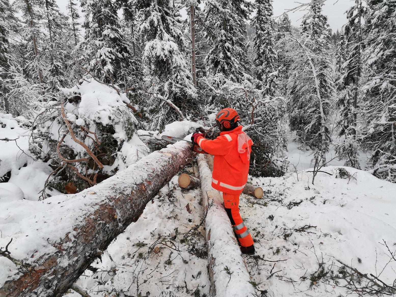 En person i oransje arbeidsklær feller et tre i snødekt skog. Snøen dekker bakken og trærne rundt.