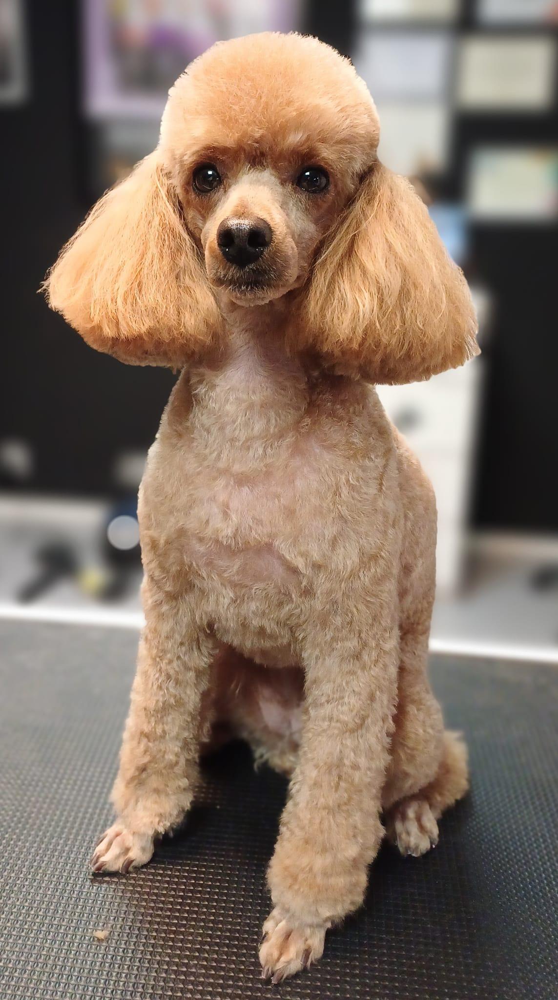 En poodle med krøllete pels sitter på et bord, med en velpleid frisyre og et vennlig uttrykk.