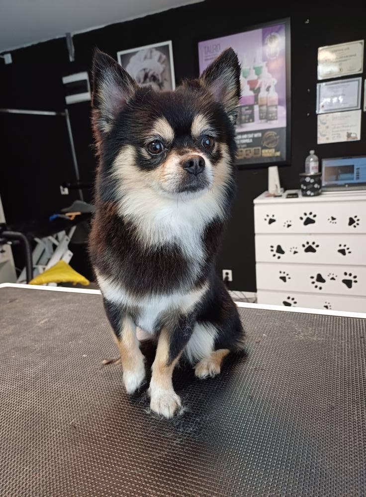 En svart og brun chihuahua sitter på et bord i en frisørsalong for hunder.