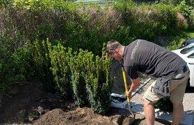 Mann som graver i jorden ved en hekk, med en bil parkert i bakgrunnen. Solfylt dag.