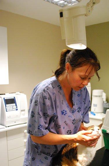 En veterinær undersøker en katt i et moderne dyreklinikkmiljø.