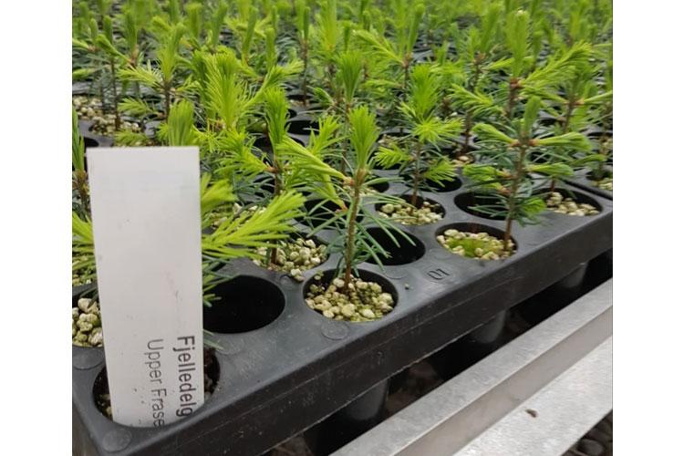 Fjellgranplanter i plastbrett med jord, klare for planting i naturen.