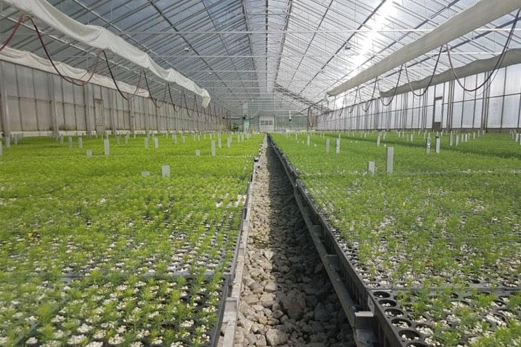 Grønt drivhus med rader av små planter som vokser i potter på lange benker.