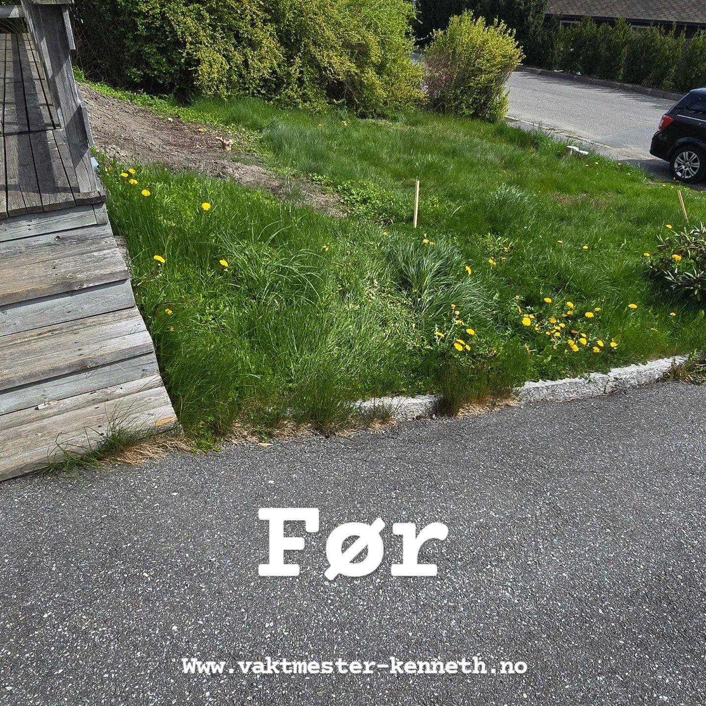 Grønt gress med løvetannblomster ved en vei, med en bygning til venstre og parkerte biler i bakgrunnen.
