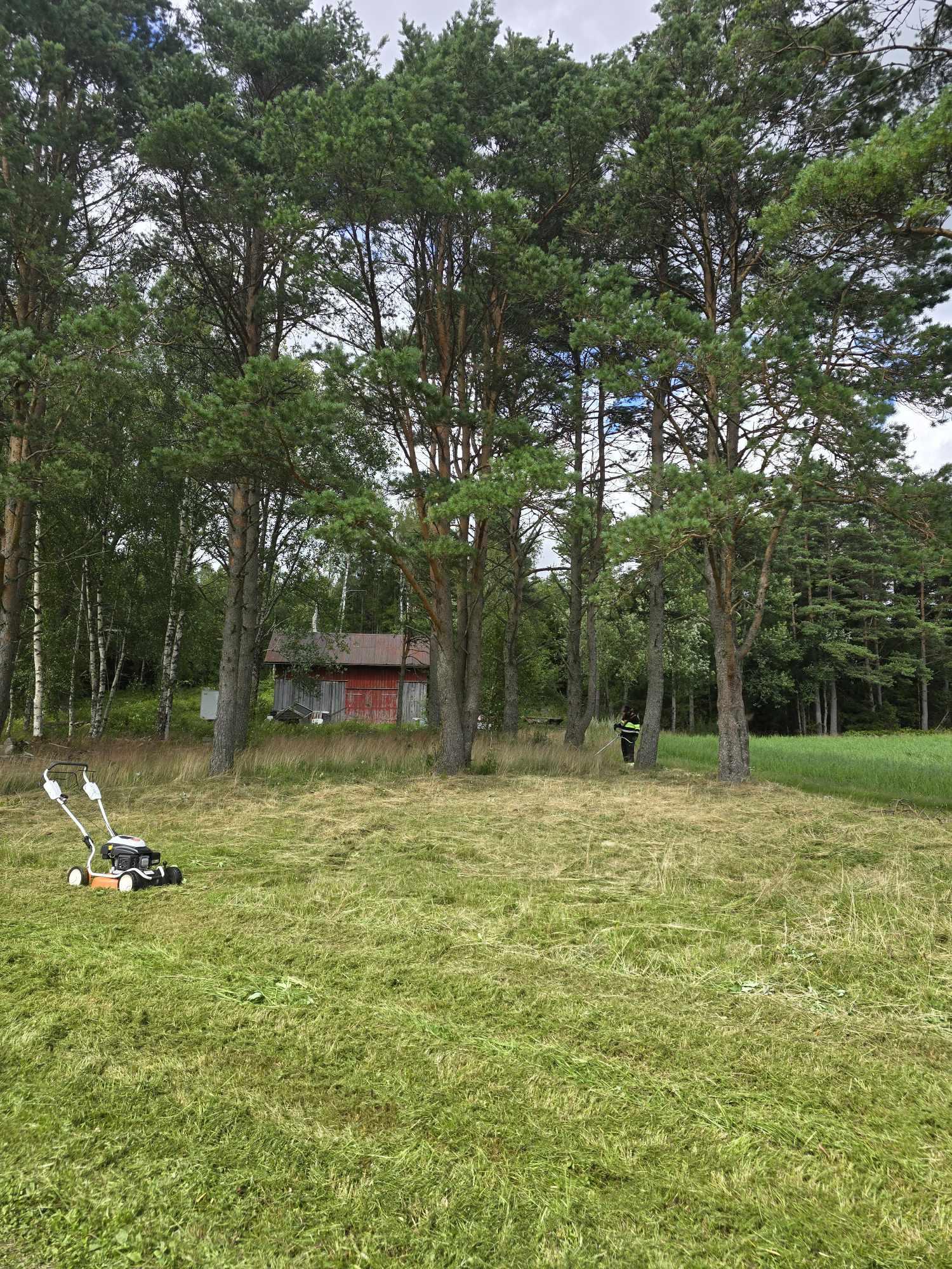 En grønn plen med høye trær og en rød hytte i bakgrunnen, med en person som arbeider i hagen.