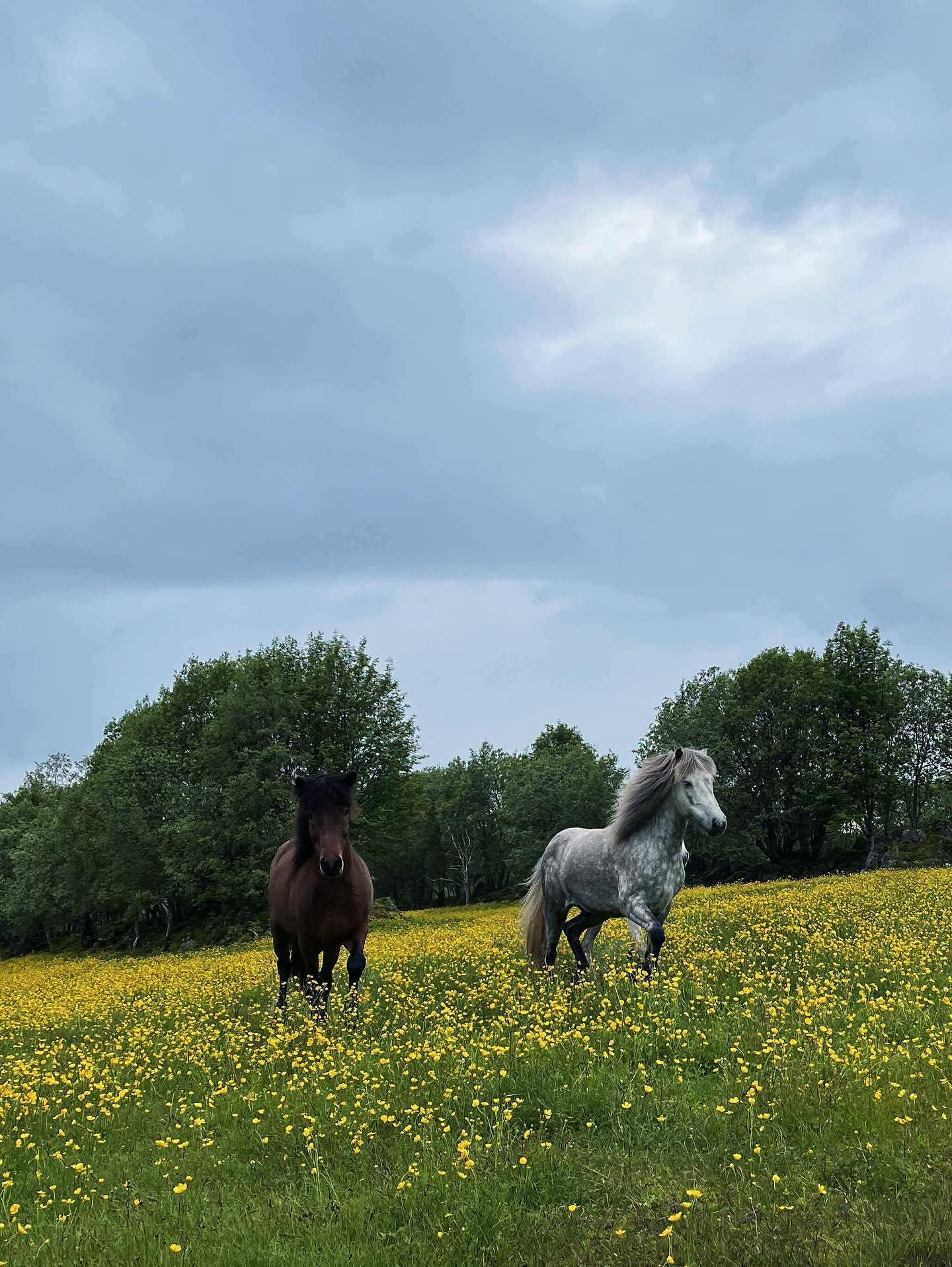 To hester som står i en blomstereng med gule blomster under en grå himmel.