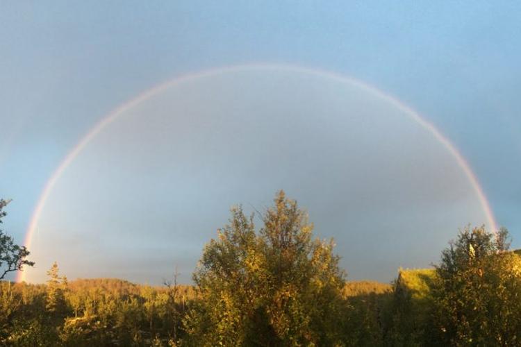 En vakker regnbue over et skogkledd landskap med trær og blå himmel.