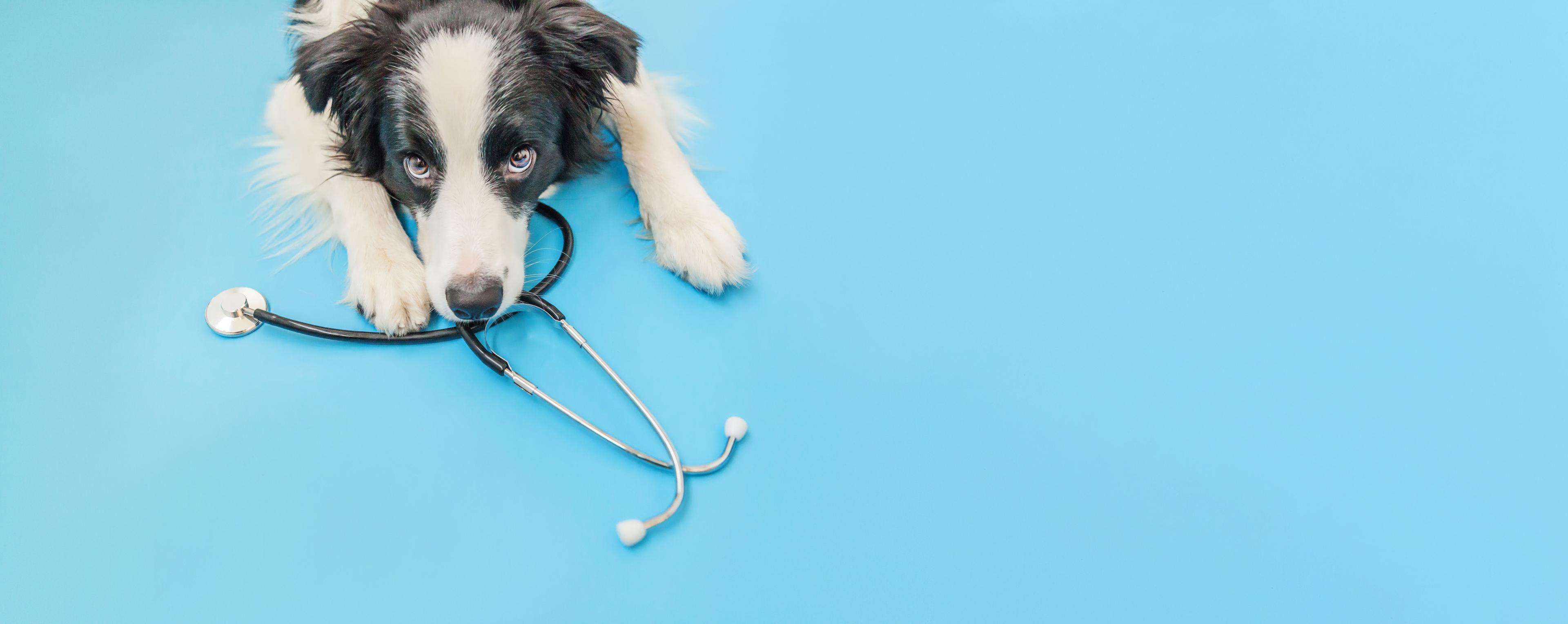 En border collie med stetoskop ligger på en blå bakgrunn, ser opp mot kameraet.