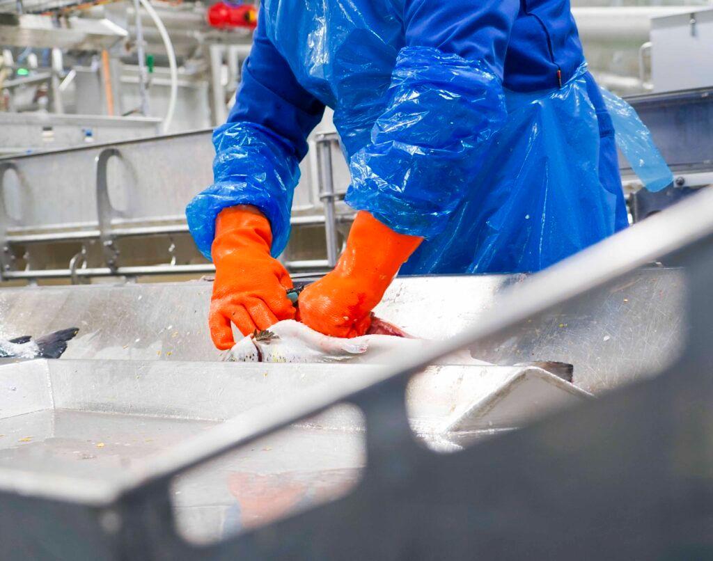 En person i blå arbeidsklær og oransje hansker som rengjør fisk i en fiskeprosesseringsfabrikk.