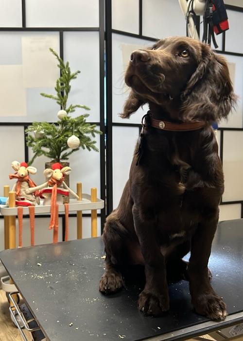 En brun hund sitter på et bord med juledekorasjoner i bakgrunnen.