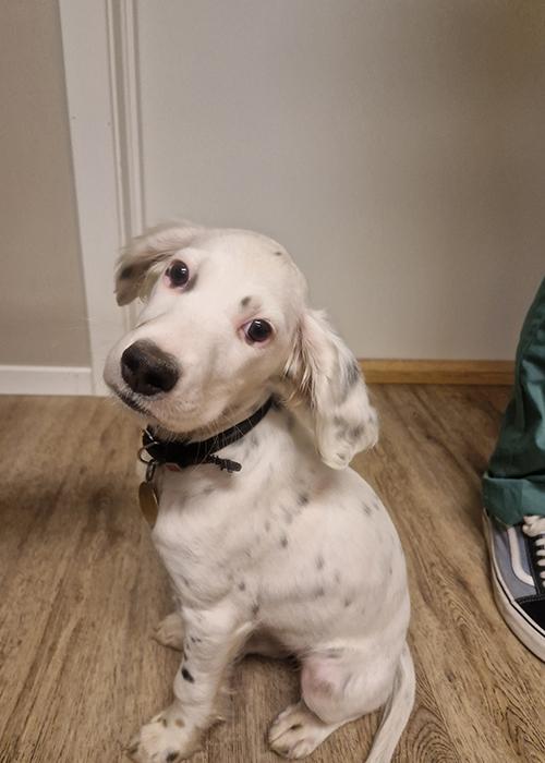 En nysgjerrig hundevalp med hvit pels og svarte flekker sitter på gulvet.