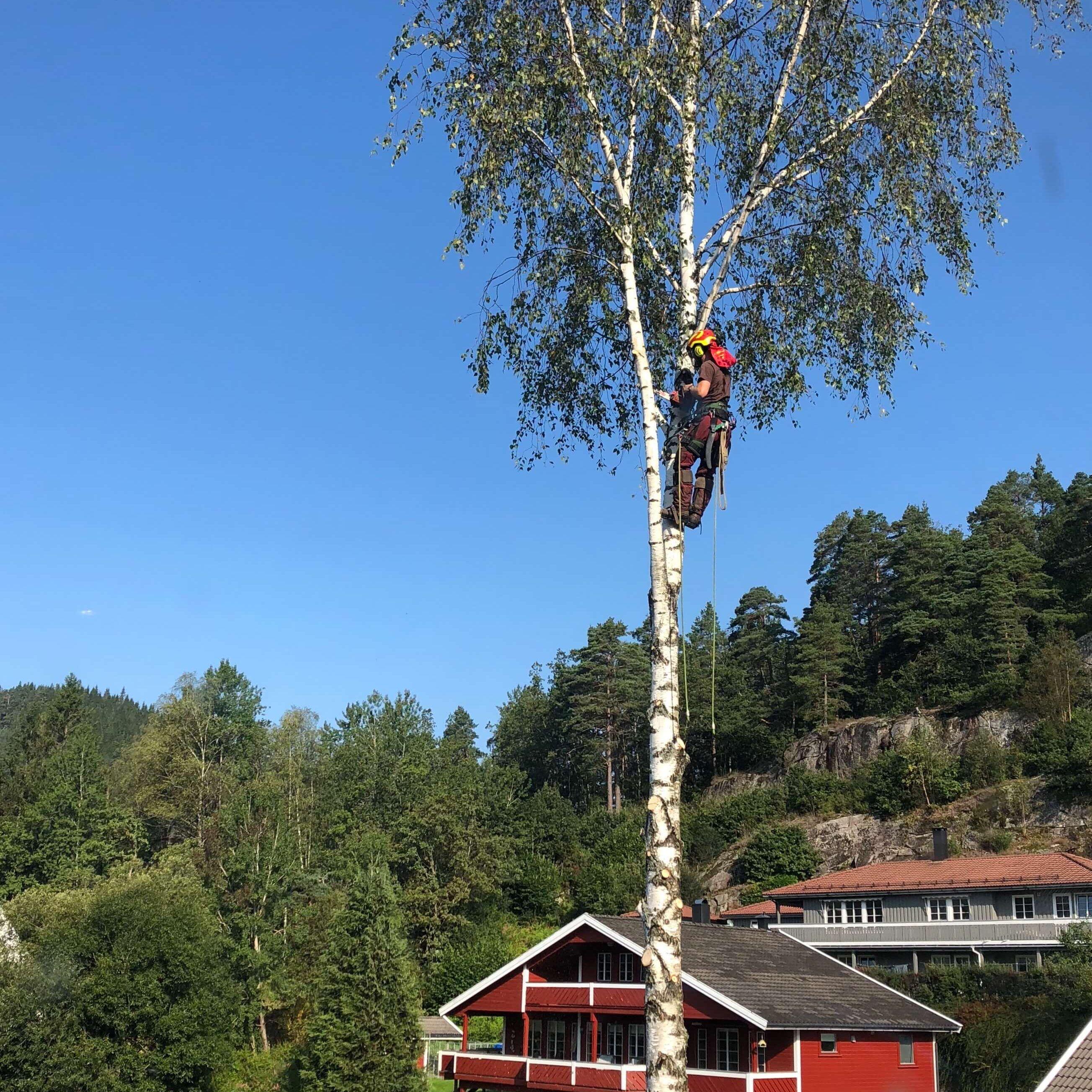 En person klatrer opp i et bjørketre med en rød bygning i bakgrunnen under en klar blå himmel.