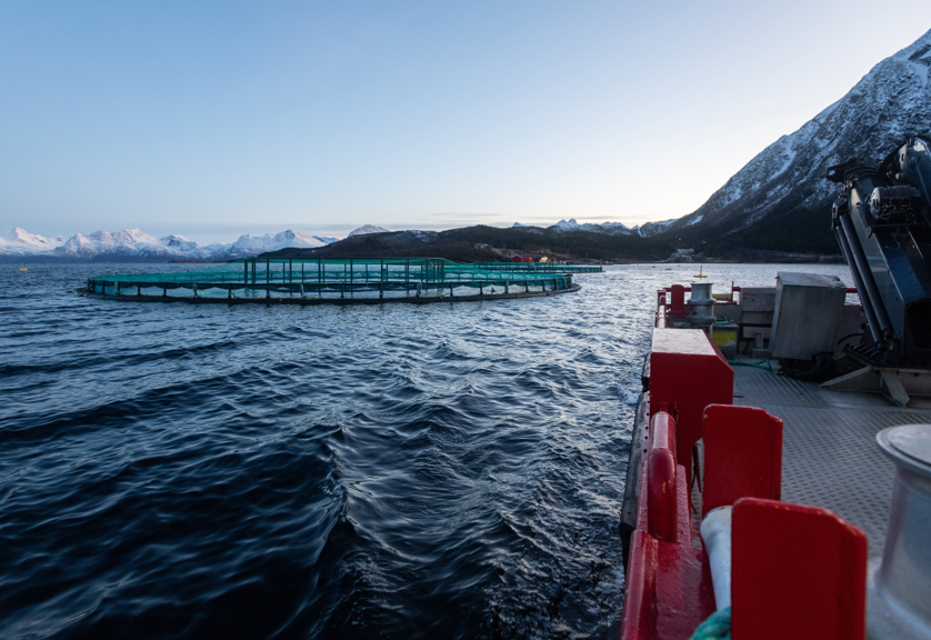 Fiskefarm i havet med fjell i bakgrunnen, sett fra en båt ved solnedgang.