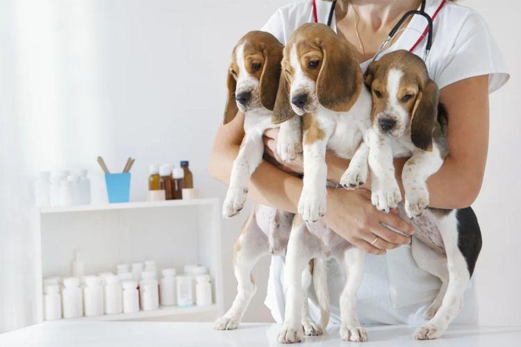 En veterinær holder tre beagle-valper i armene, med medisiner og utstyr i bakgrunnen.