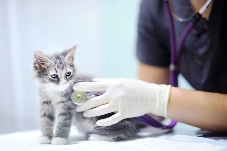 En veterinær undersøker en grå kattunge med stetoskop på et dyrehospital.