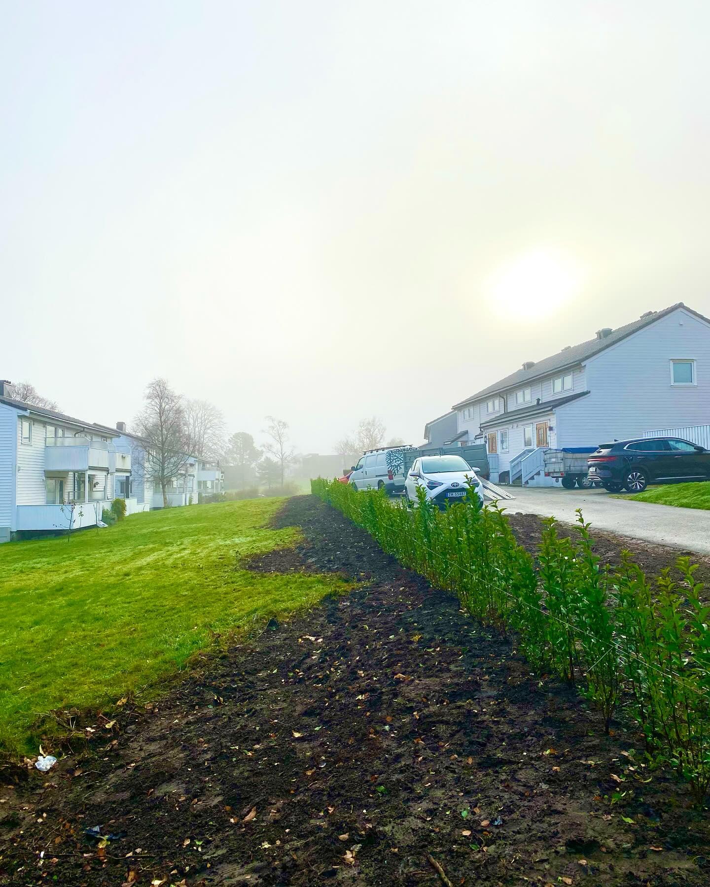 Utsikt over en grønn plen med nyplantede busker, omgitt av hus i tåke. Solen skinner svakt i bakgrunnen.
