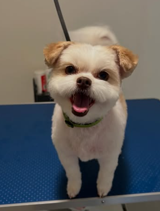 En glad hund med kort pels står på et groomingbord og smiler mot kameraet.