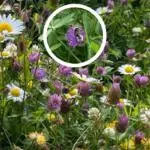 Stell blomstereng image