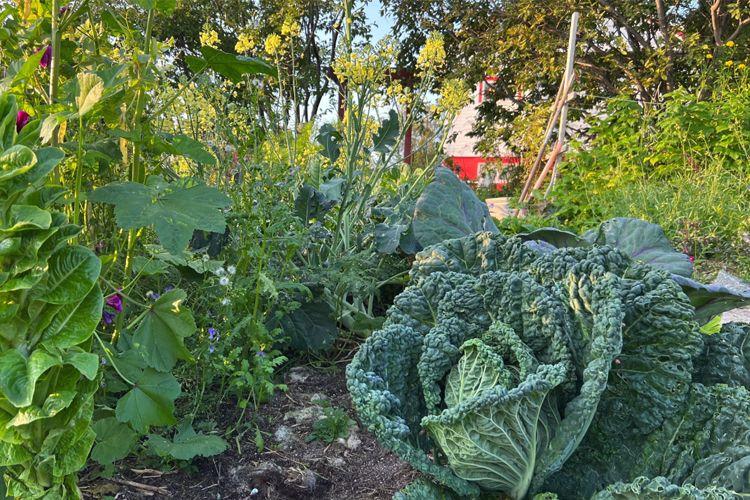 En frodig hage med grønnkål og blomstrende planter i sollys, med et rødt hus i bakgrunnen.