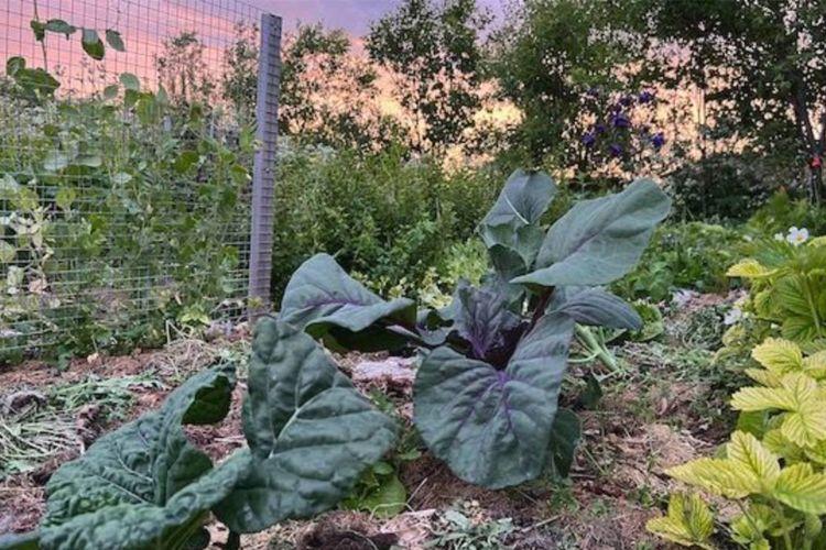 Grønnkålplante vokser i en hage med et gjerde i bakgrunnen og en vakker solnedgang.