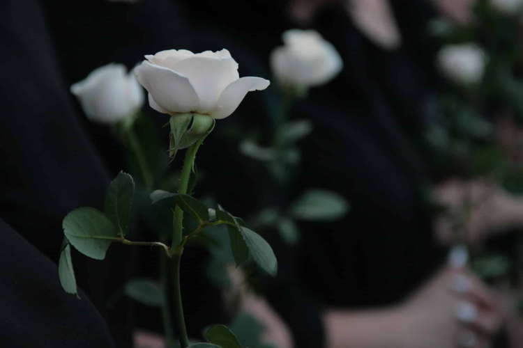 Hvite roser holdes av personer i svarte klær, symboliserer sorg og minne.