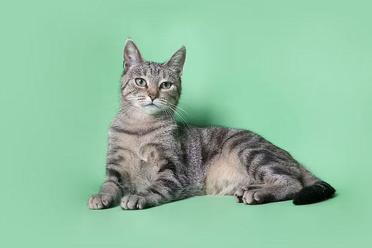 En gråstripet katt som ligger på en grønn bakgrunn, med et rolig uttrykk og oppmerksomme øyne.