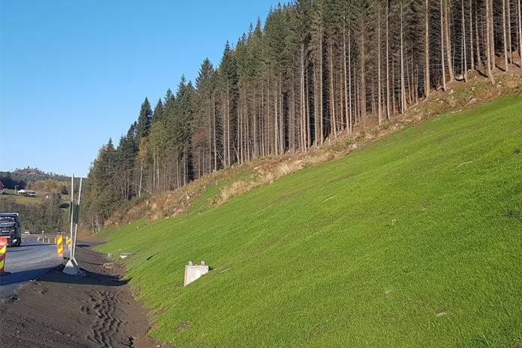 Grønt gress og høye trær langs veien i et naturskjønt område med blå himmel.