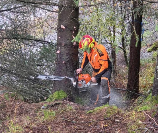 En mann i oransje arbeidsklær bruker en motorsag til å felle et tre i skogen.