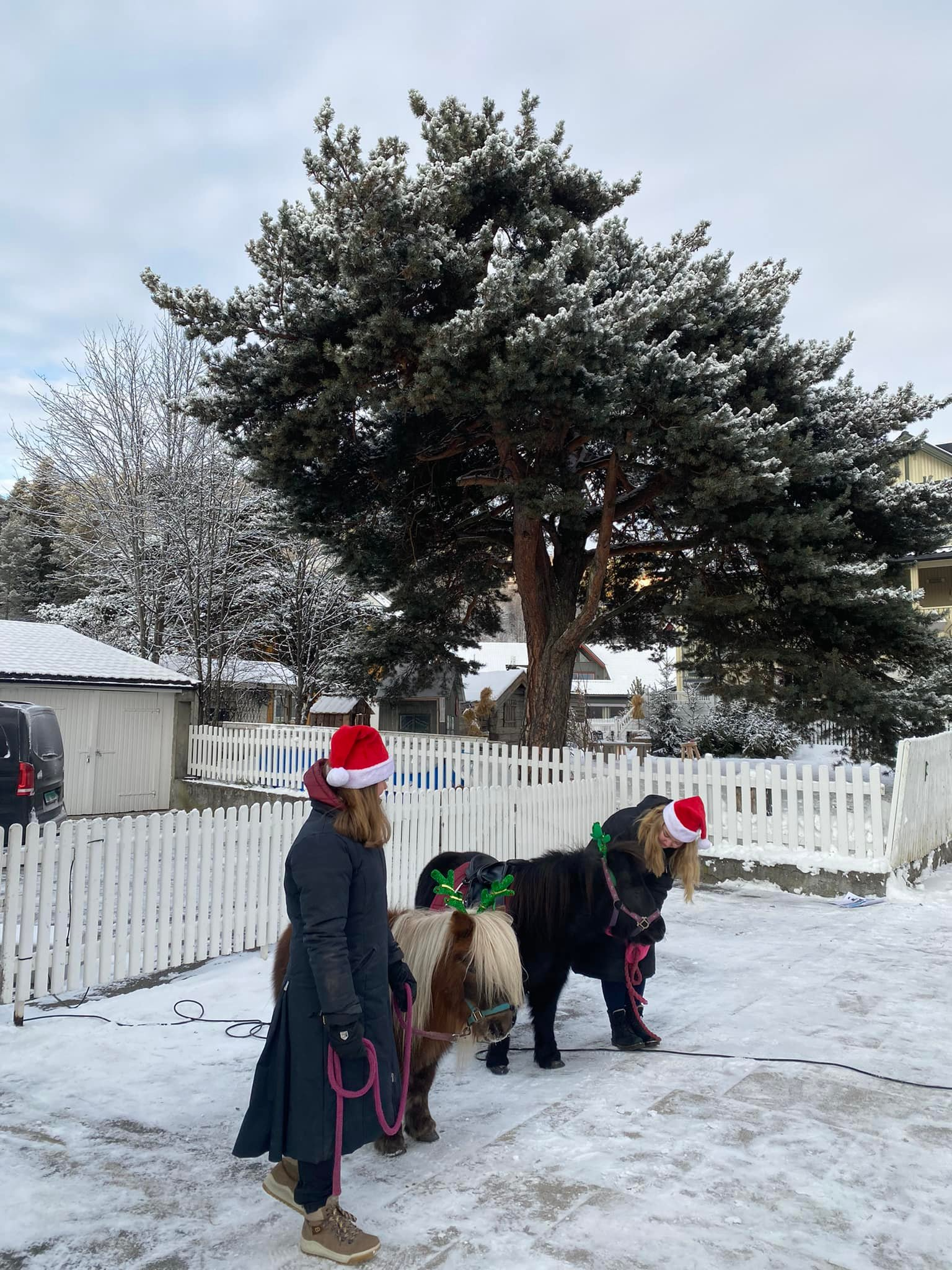 To hester med julehatter står ved et hvitt gjerde, omgitt av snø og trær i en vinterlig hage.