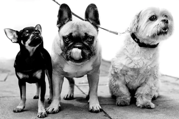 Tre hunder står på en fortauskant: en chihuahua, en fransk bulldog og en liten hund med krøllete pels.